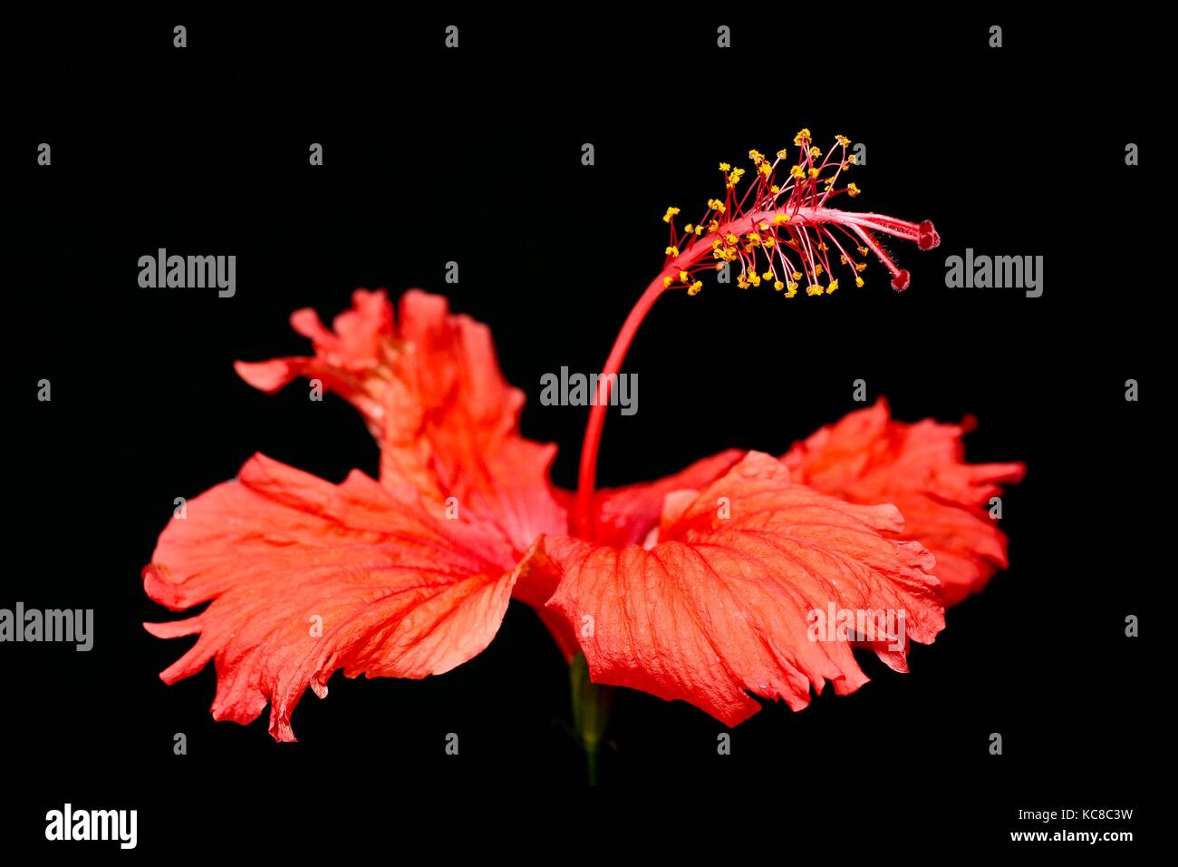 Photo blooming hibiscus flower hi-res stock photography and images - Alamy
