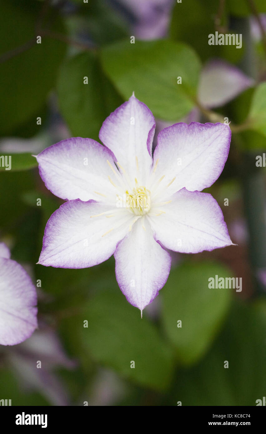 Clematis 'Lucky Charm' flower. Stock Photo