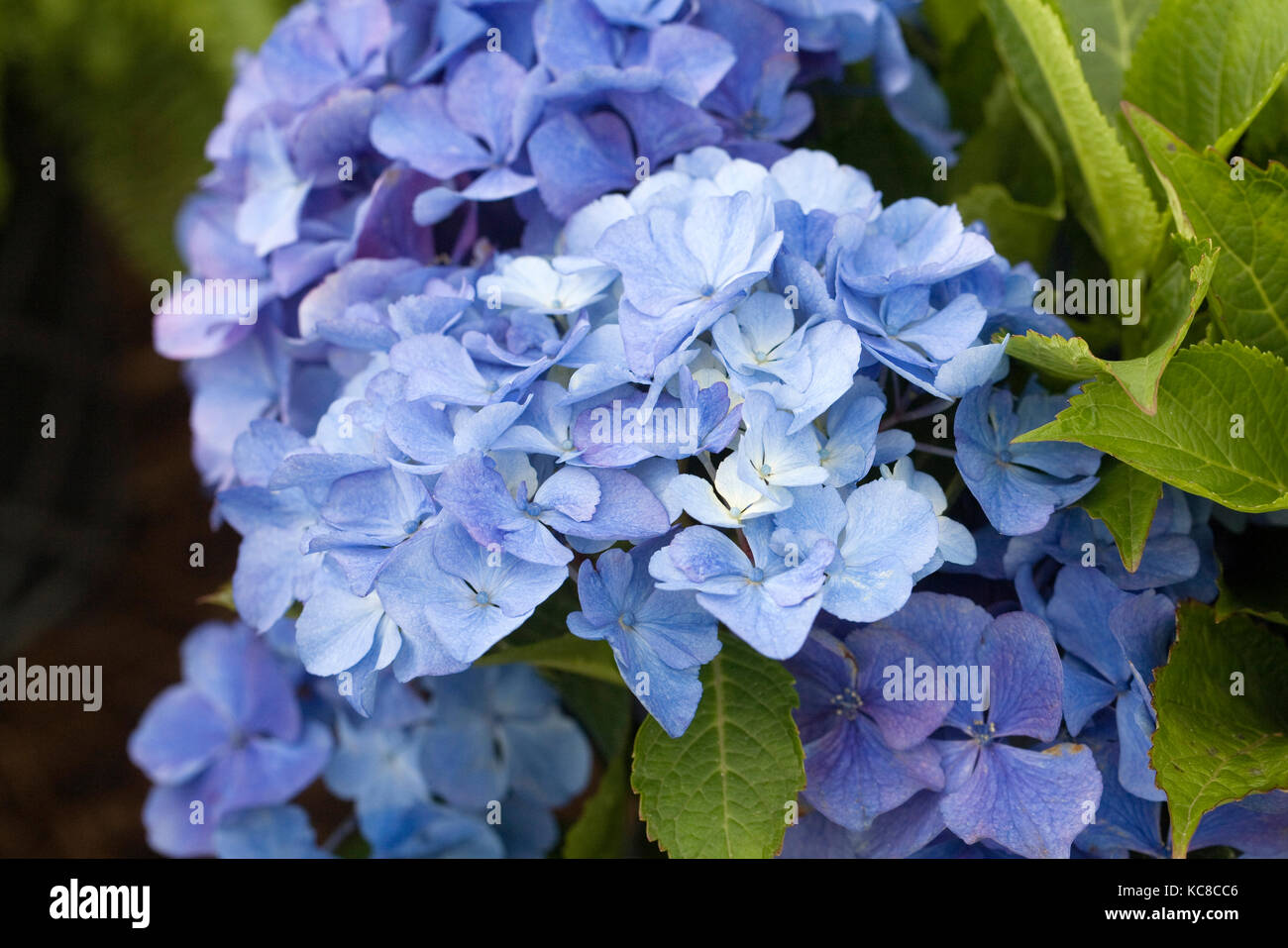 Hydrangea 'Baby Blue' flowers. Stock Photo