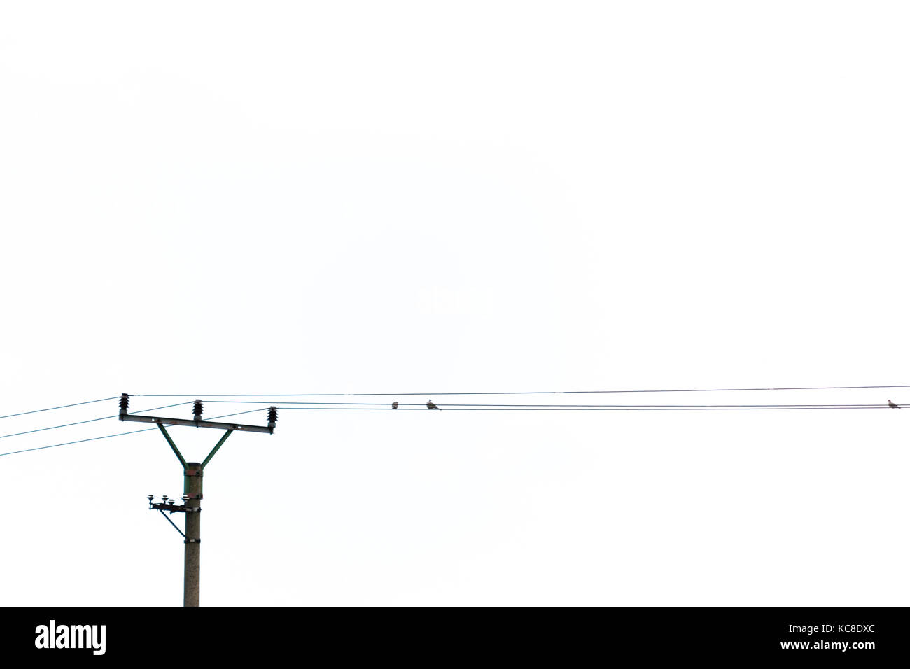 Some birds sitting on power lines. Grey sky on background. Stock Photo