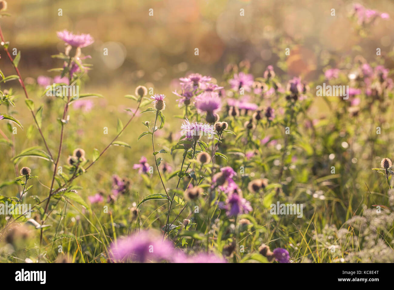 Purple meadow flowers (Centaurea maculosa) on the field in the sunlight, autumn-late summer flowers in the garden Stock Photo