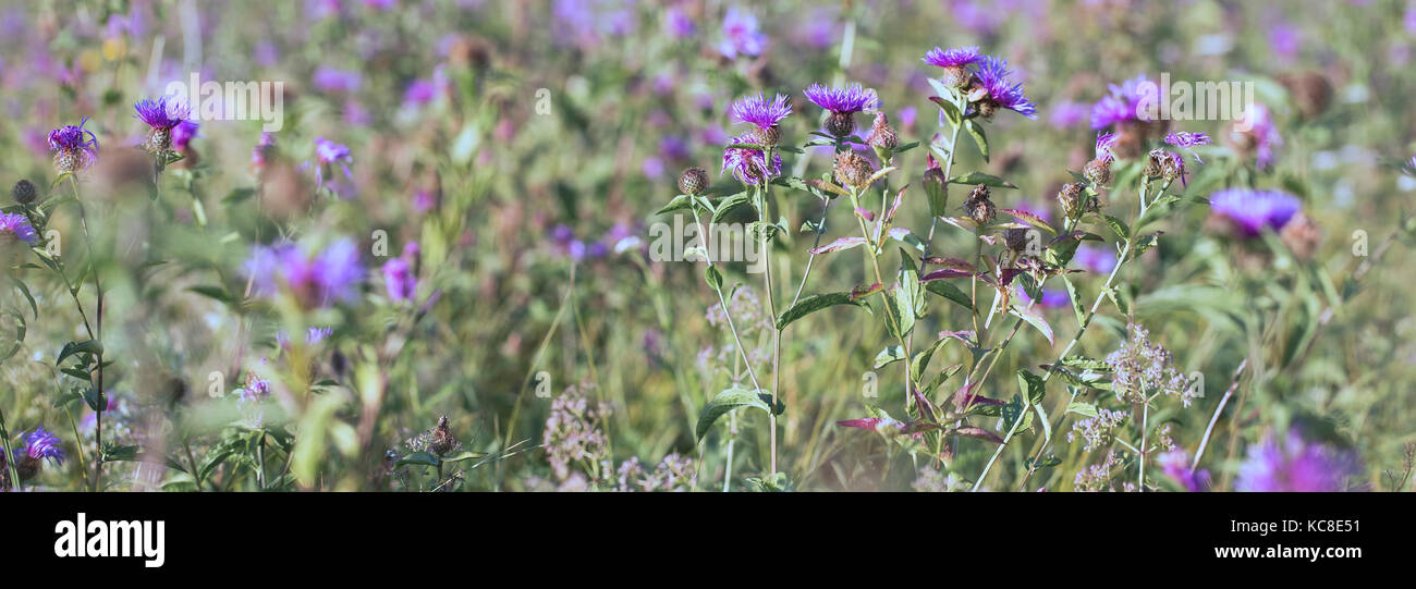 Purple meadow flowers (Centaurea maculosa) on the field in the sunlight, autumn-late summer flowers in the garden Stock Photo