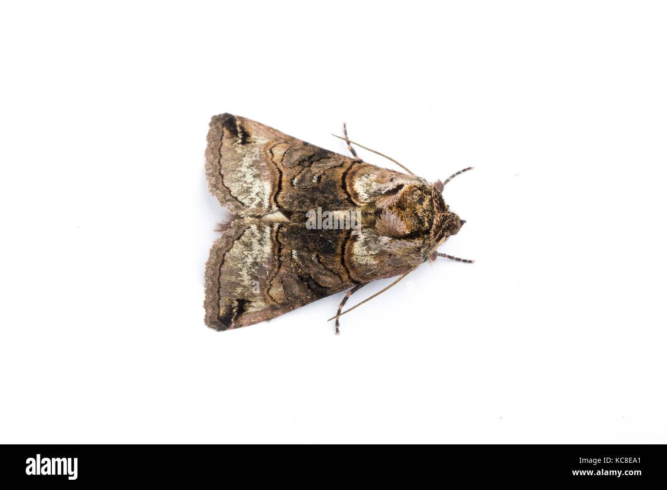 Spectacle moth, Abrostola tripartita, Monmouthshire, April.  Family Noctuidae. Focus-stacked image on white background Stock Photo
