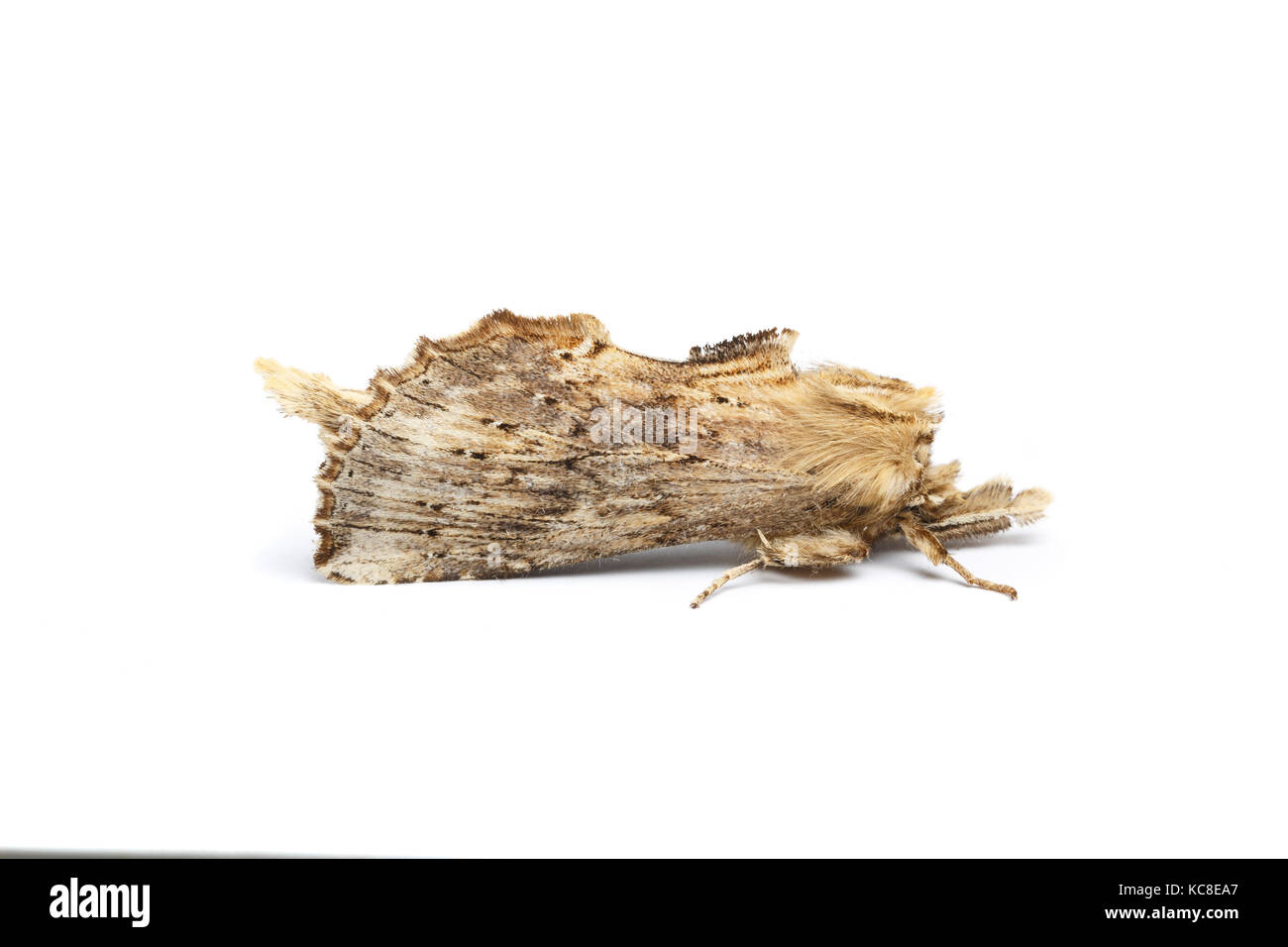Pale Prominent, Pterostoma palpina, Catbrook, Monmouthshire, May. Family Notodontidae Stock Photo