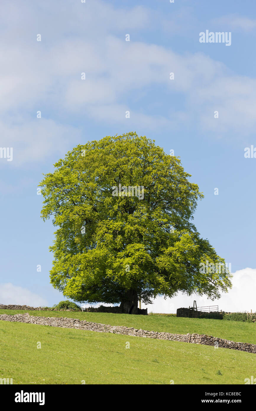 Single Beech tree, Fagus sylvatica, Catbrook, Monmouthshire Stock Photo