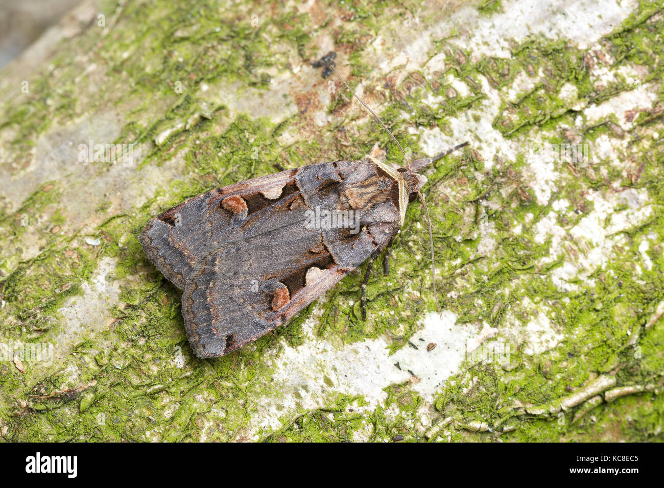 Setaceous Hebrew Character moth, Xestia c-nigrum, Catbrook, Monmouthshire, May. Family Noctuidae. Focus-stacked image. Stock Photo