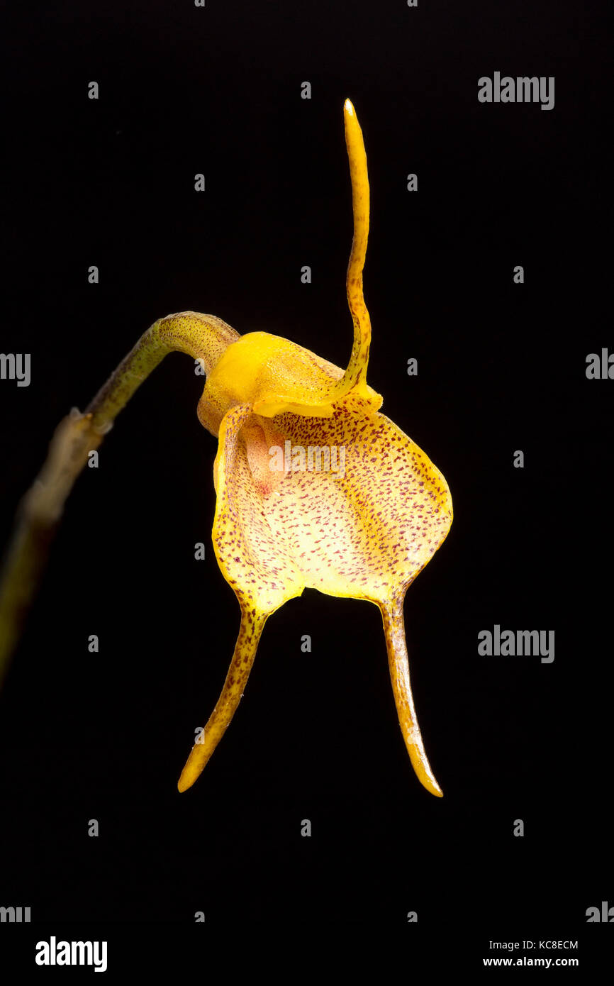 Masdevallia floribunda, a small orchid from South America, in cultivation. Focus-stacked image. Stock Photo