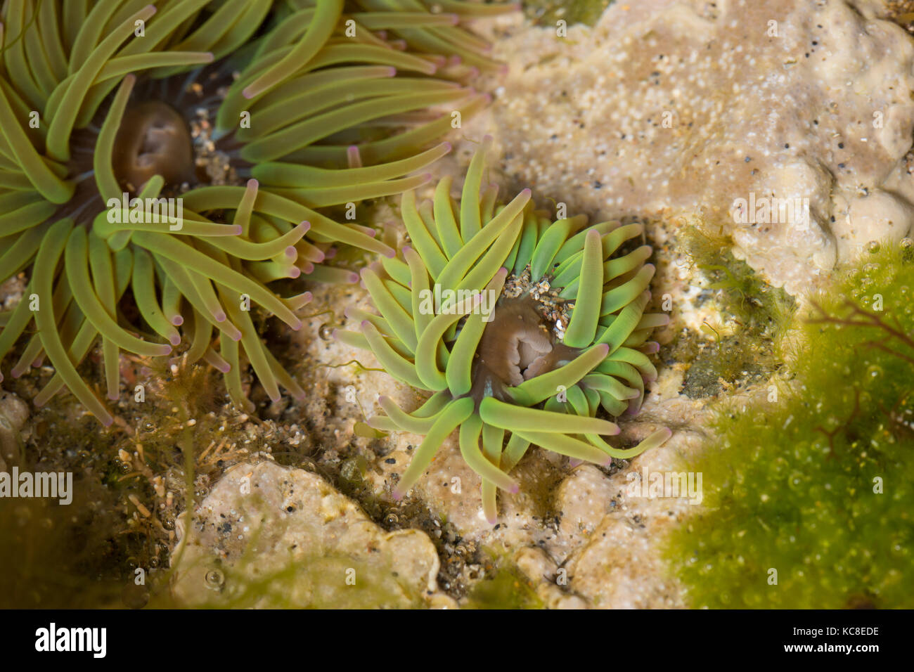 Snakelocks Anemones, Anemonia sulcata, in a small rock pool, Pembrokeshire, Wales Stock Photo