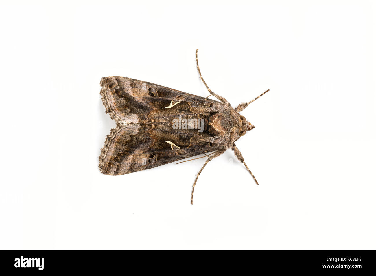 Silver-Y moth, Autographa gamma, Catbrook, Monmouthshire, May. Family Erebidae. Focus-stacked image on white background. Stock Photo