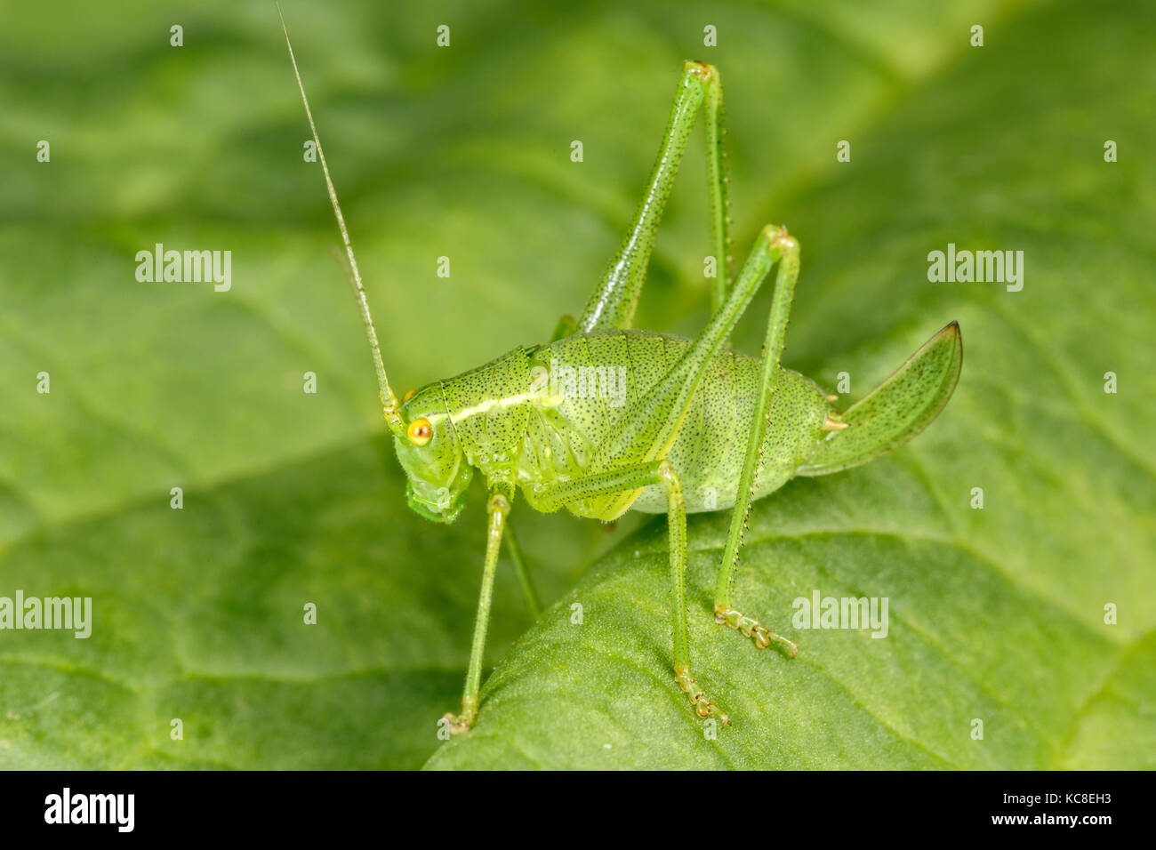 Speckled Bush Cricket, Leptophyes punctatissima, female nymph, Catbrook, Monmouthshire. Family Phaneropteridae. Stock Photo