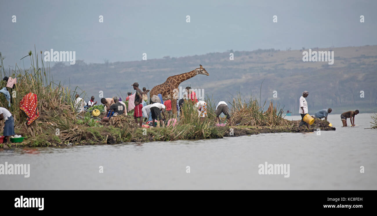 Eric the tame giraffe amongst fishermen on shore Lake Naivasha Kenya Stock Photo