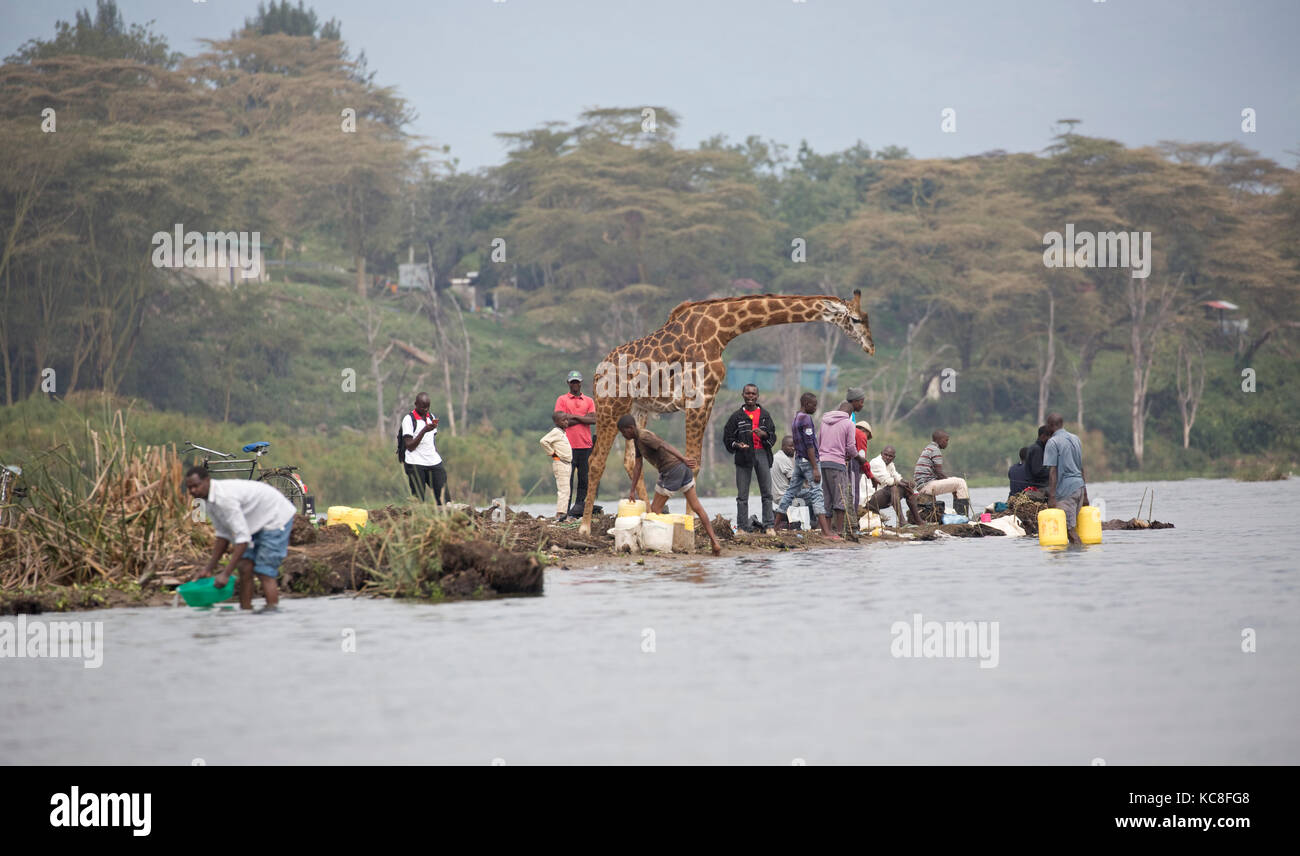 Eric the tame giraffe Giraffa camelopardalis amongst fishermen on shore Lake Naivasha Kenya Stock Photo