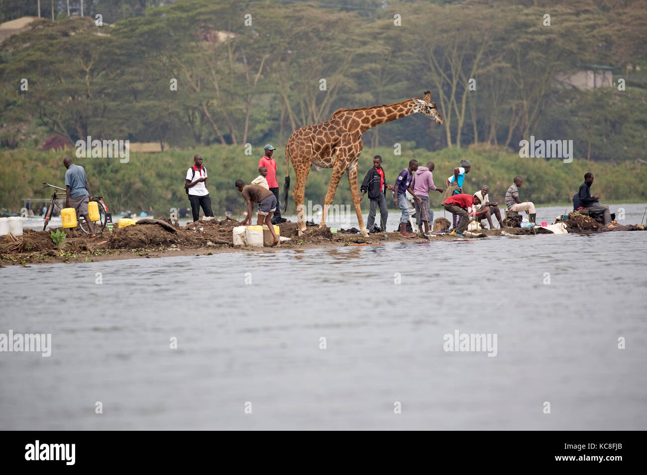 Eric the tame giraffe Giraffa camelopardalis amongst fishermen on shore Lake Naivasha Kenya Stock Photo