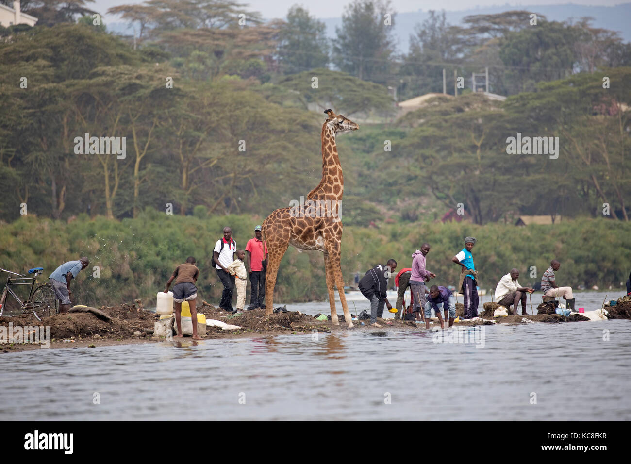 Eric the tame giraffe Giraffa camelopardalis amongst fishermen on shore Lake Naivasha Kenya Stock Photo