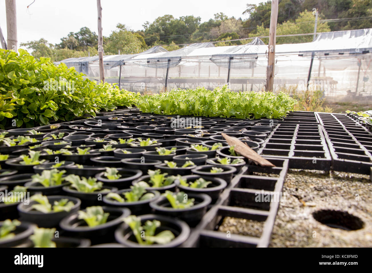Organic hydroponic cultivation farm. plant vegetables. Stock Photo