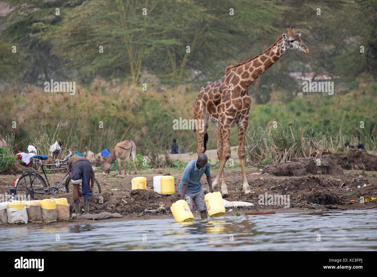 Eric the tame giraffe Giraffa camelopardalis amongst fishermen on shore Lake Naivasha Kenya Stock Photo