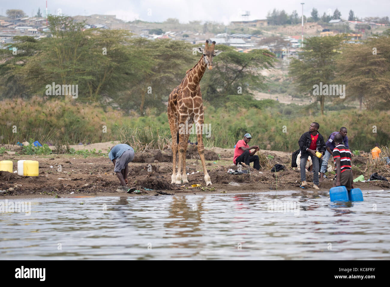 Eric the tame giraffe Giraffa camelopardalis amongst fishermen on shore Lake Naivasha Kenya Stock Photo