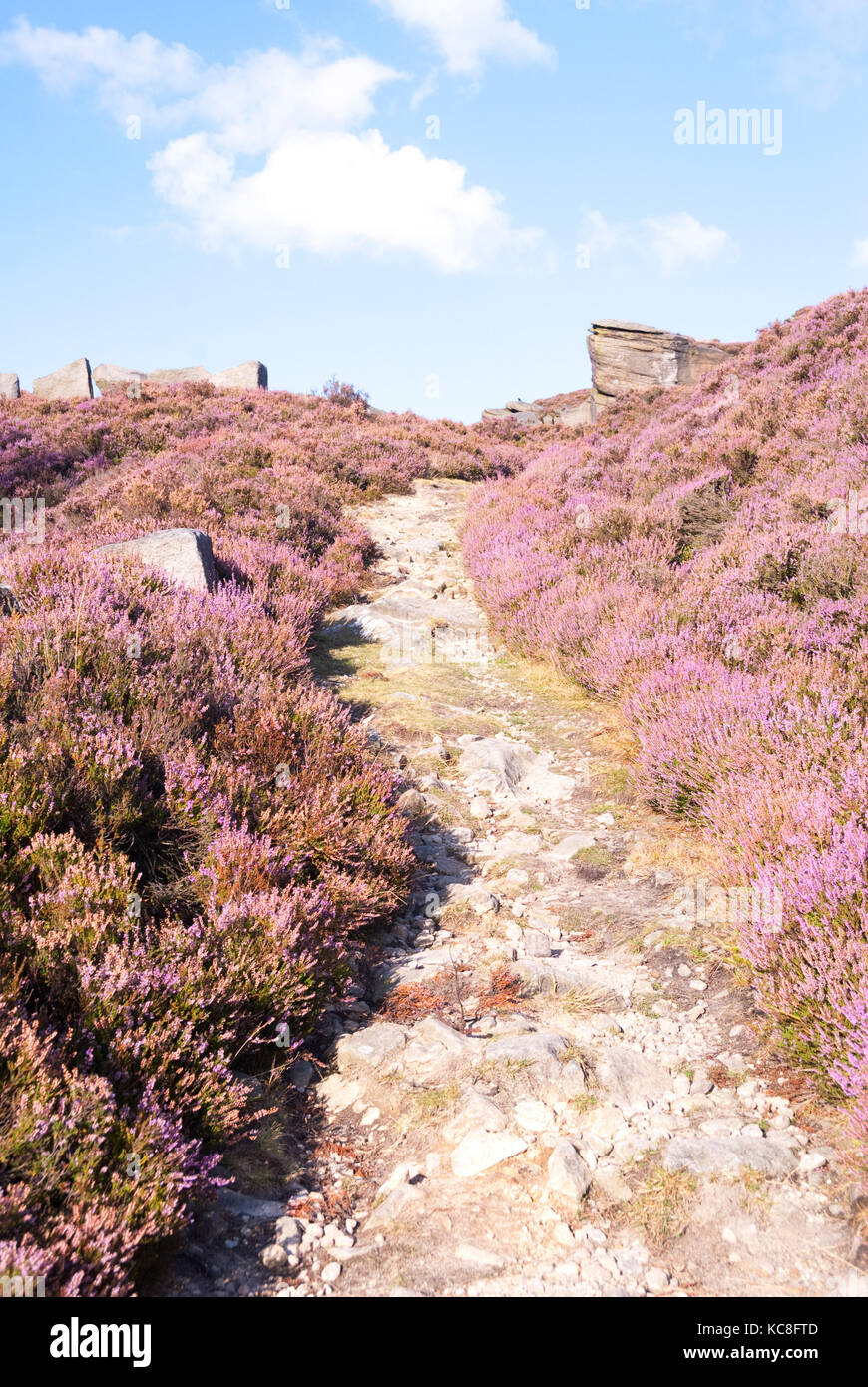 Derbyshire, UK - Aug 2015: Pathway leading up hill through pink heather in flower on 28 Aug at Burbage South Edge, Peak District Stock Photo