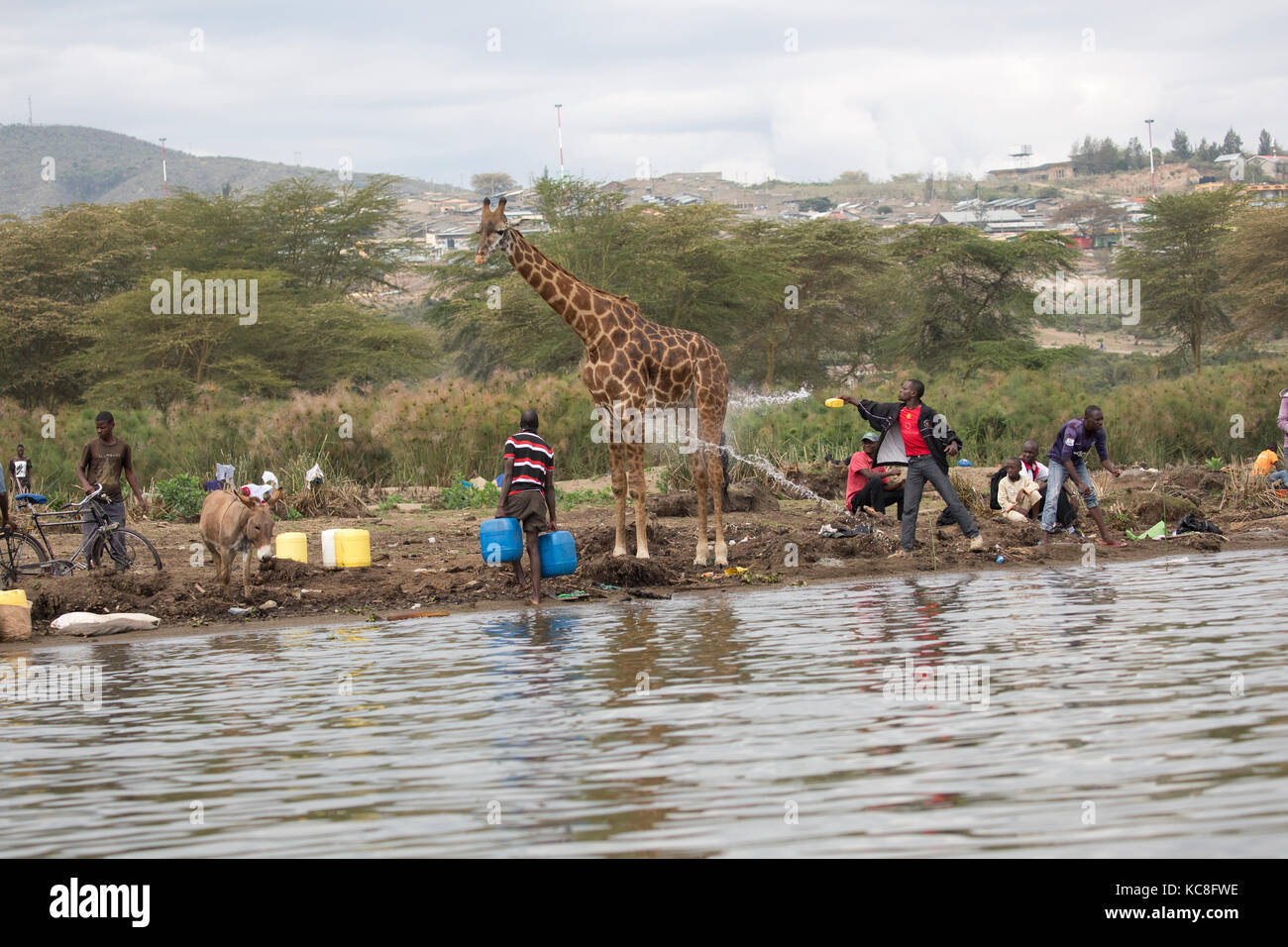 African man throwing water at Eric the tame giraffe Giraffa camelopardalis amongst fishermen on shore Lake Naivasha Kenya Stock Photo
