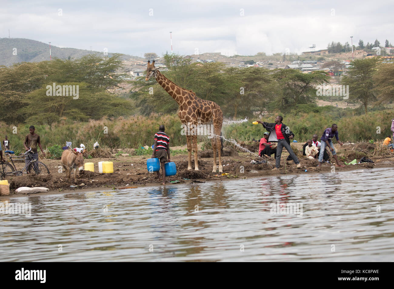 African man throwing water at Eric the tame giraffe Giraffa