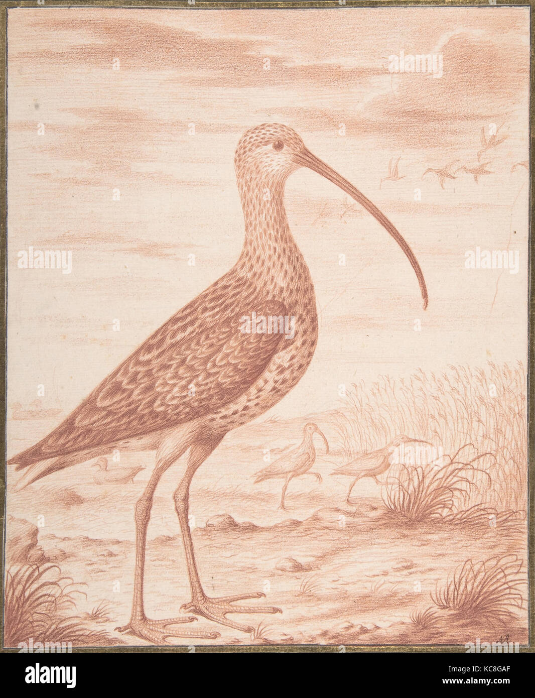Curlews and Ducks, 17th century, Red chalk, 8 15/16 x 7 5/16 in. (22.7 x 18.6 cm), Drawings, Nicolas Robert (French, Langres Stock Photo