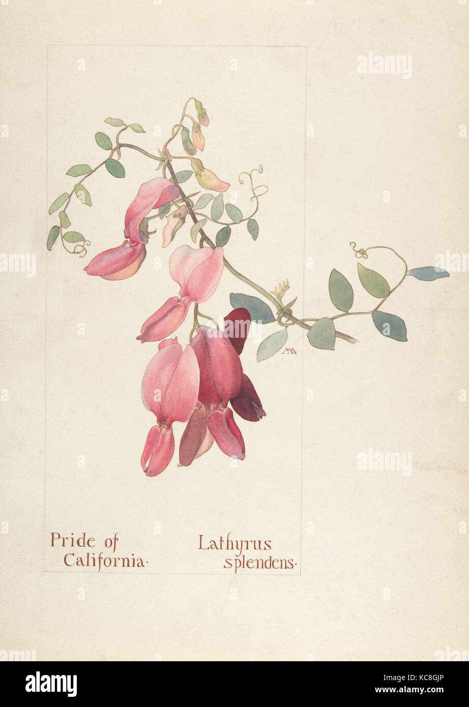 Pride of California, Lathyrus Splendens, Margaret Neilson Armstrong, April 10, 1914 Stock Photo