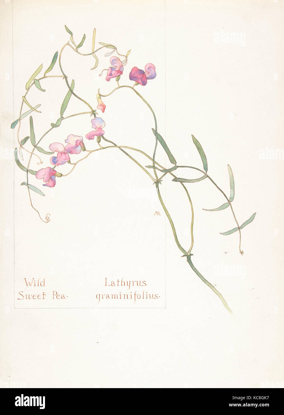 Wild Sweet Pea, Lathyrus graminifolius, Margaret Neilson Armstrong, May 12, 1912 Stock Photo