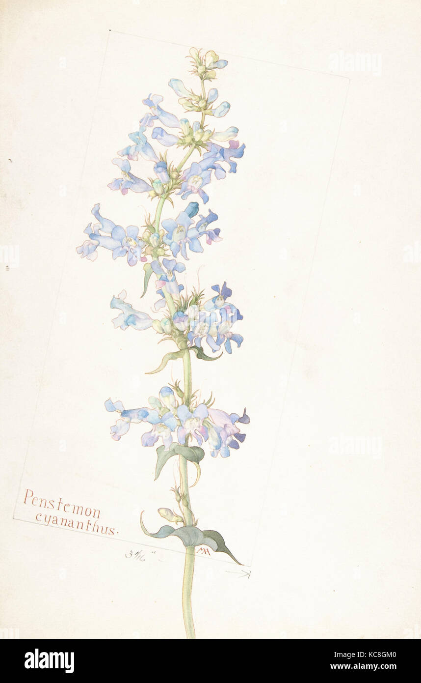 Penstemon cyananthus, Margaret Neilson Armstrong, May 29, 1913 Stock Photo