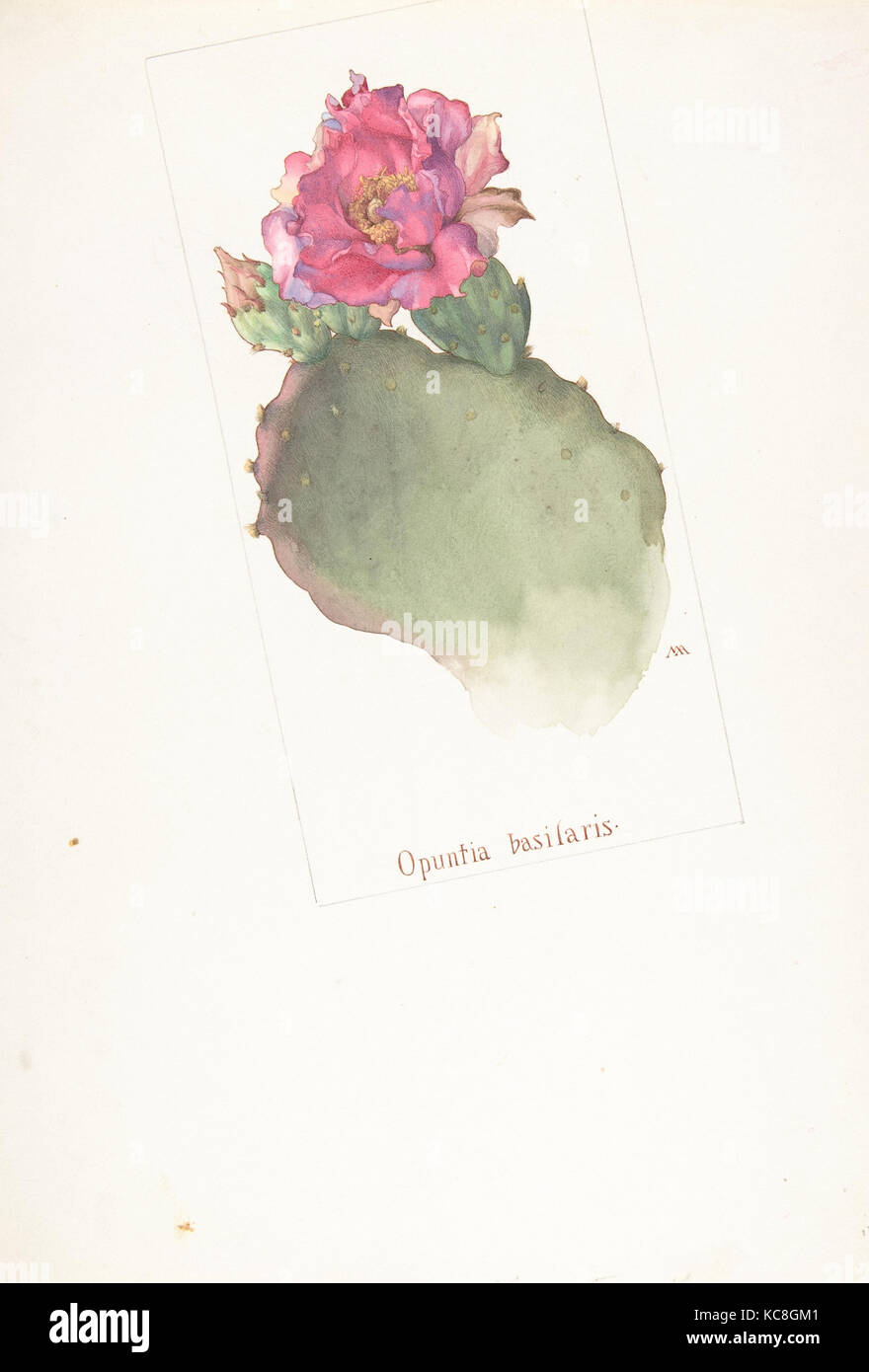Opuntia Basilaris, Margaret Neilson Armstrong, May 1912 Stock Photo