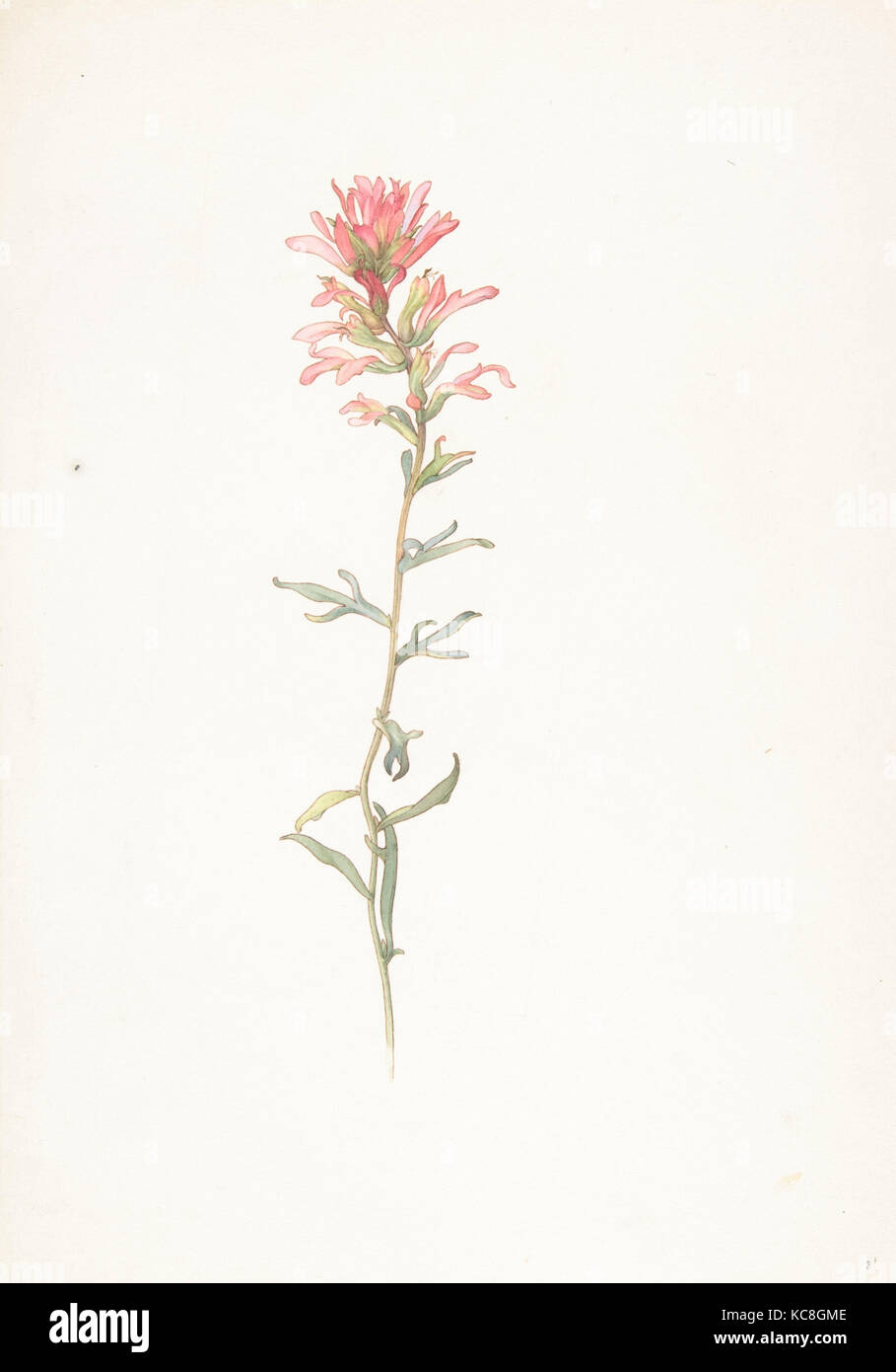 Northwest Indian Paintbrush, Castilleja Angustifolia, Margaret Neilson Armstrong, May 26, 1913 Stock Photo