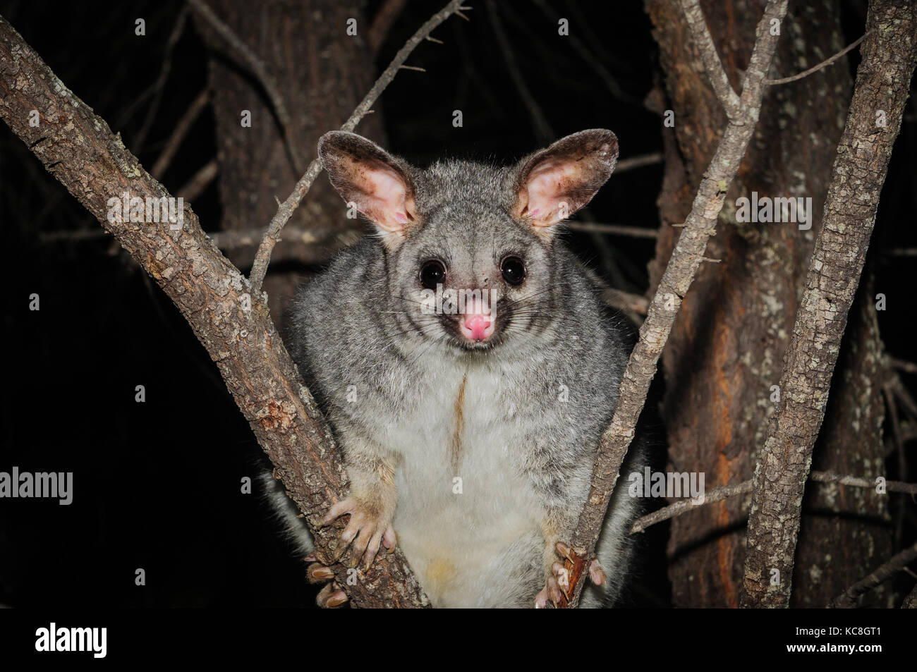 Common Brushtail Possum sitting in a tree at night. Stock Photo