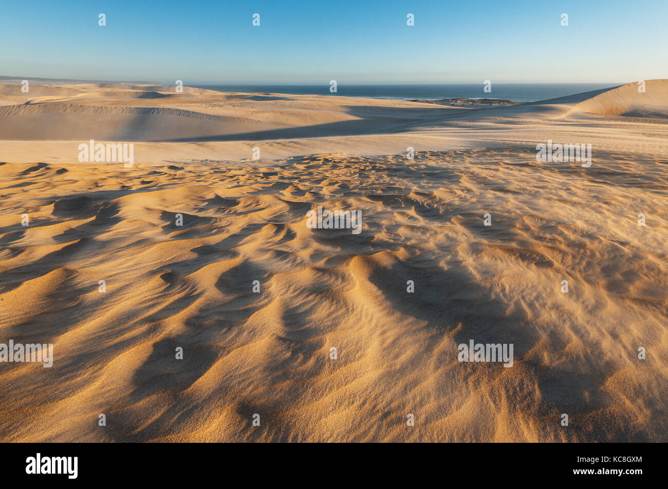 Evening light on Gunyah Dunes in Coffin Bay National Park Stock Photo