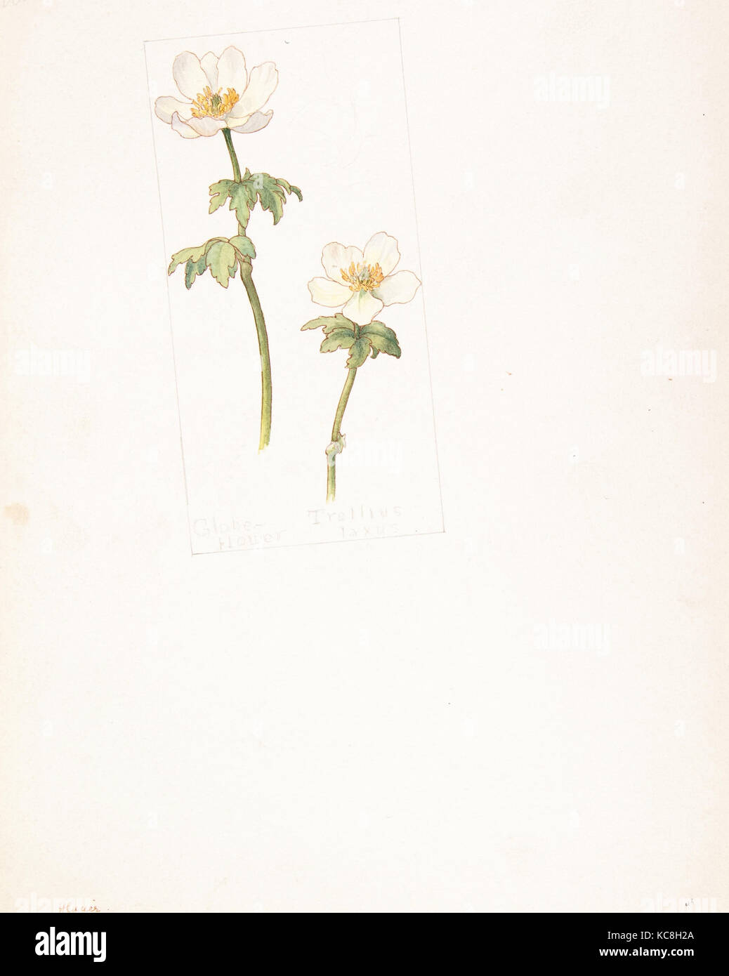 Globe flower, Trollius laxus, Margaret Neilson Armstrong, June 26, 1909 Stock Photo