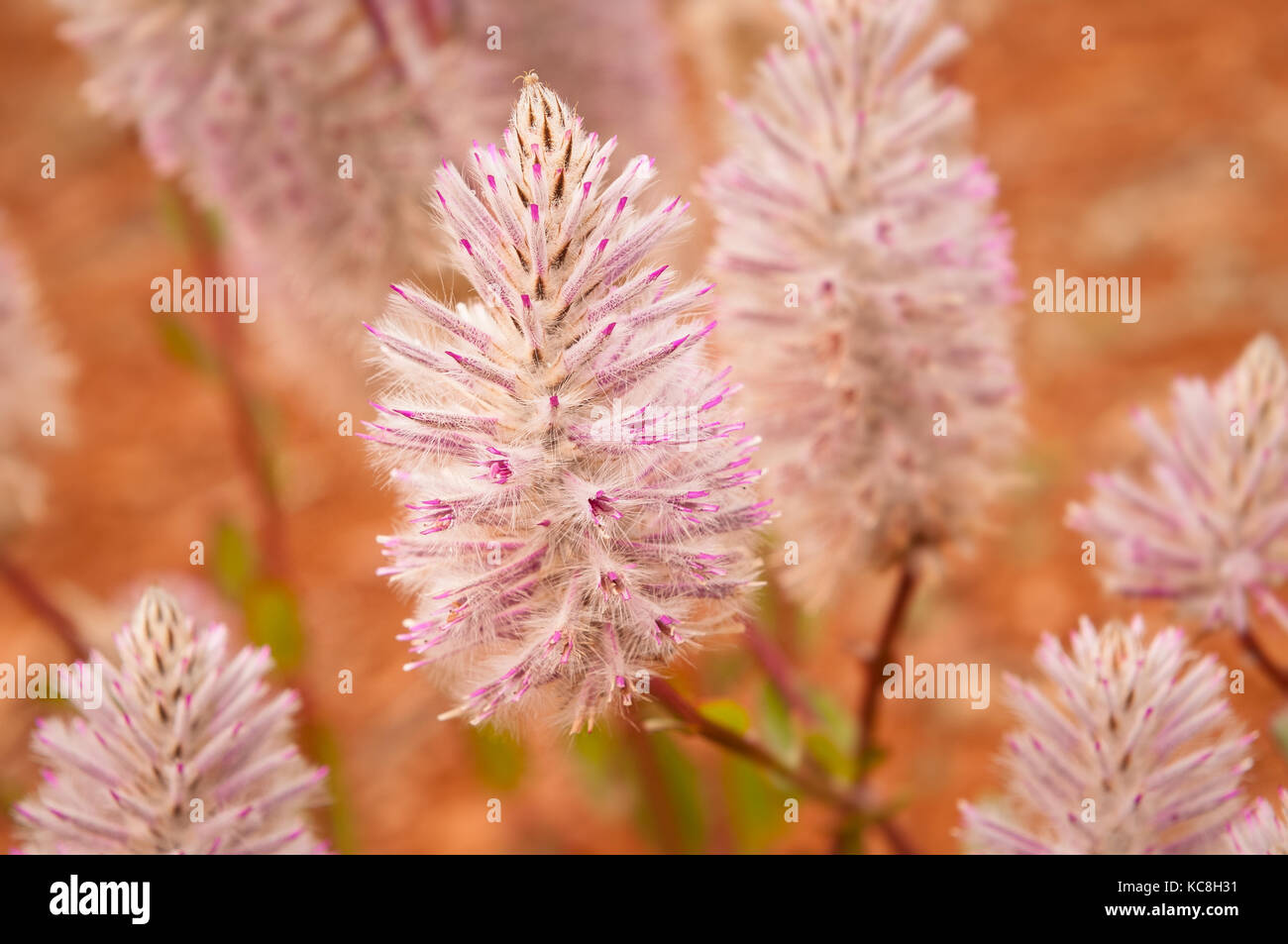 Mulla Mulla is a typical australian bush flower Stock Photo Alamy