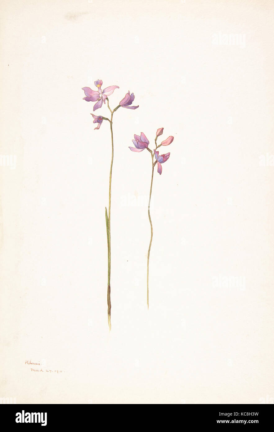 Purple Orchids or Lilies, Margaret Neilson Armstrong, March 24, 1911 Stock Photo