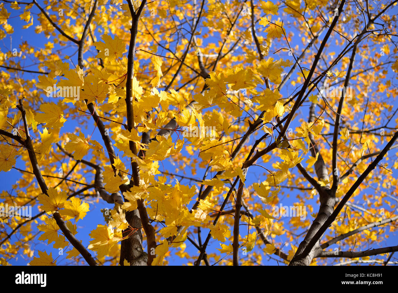 Autumn maple with yellow leaves Stock Photo - Alamy