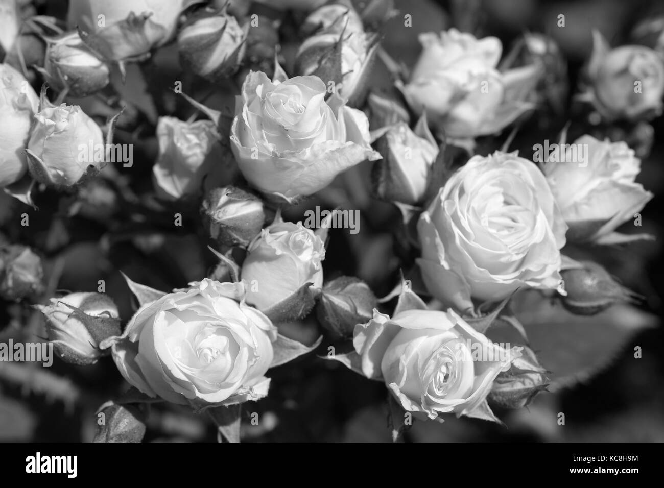 Black and white roses in garden Stock Photo - Alamy