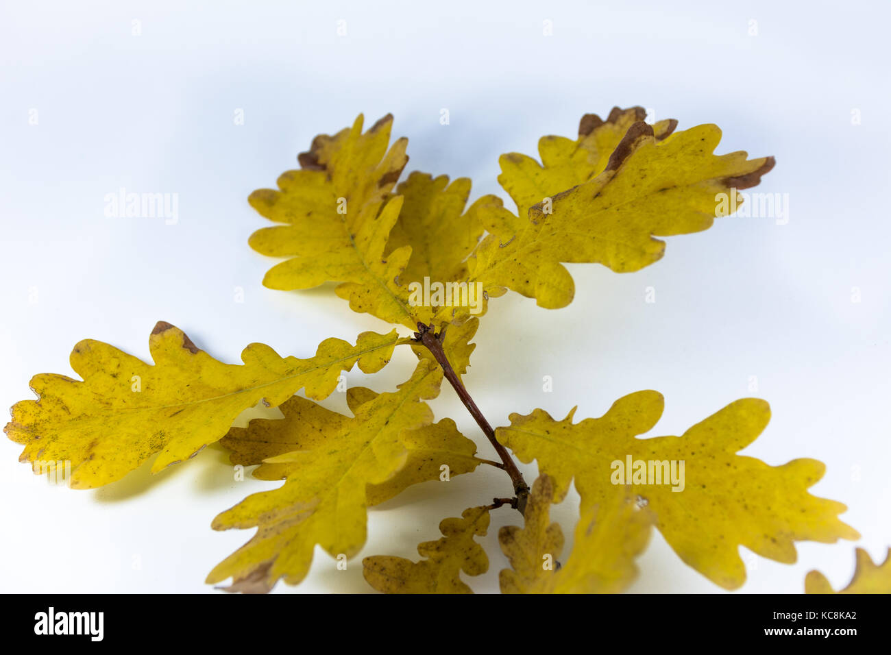 Branch with yellow autumn leaves of oak Stock Photo - Alamy
