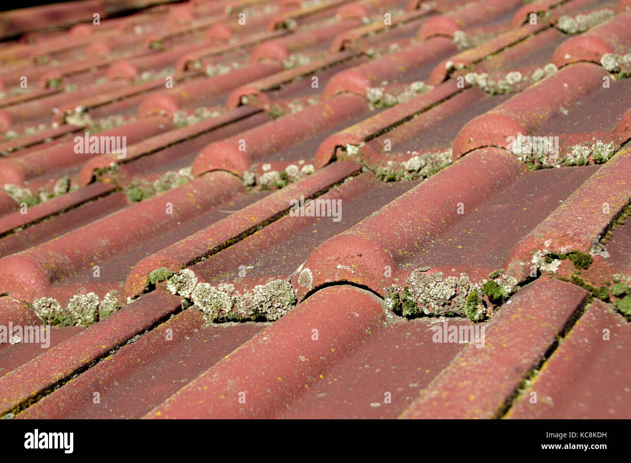 Dirty roof and gutter need cleaning. Problem with leaves and moss. Stock Photo