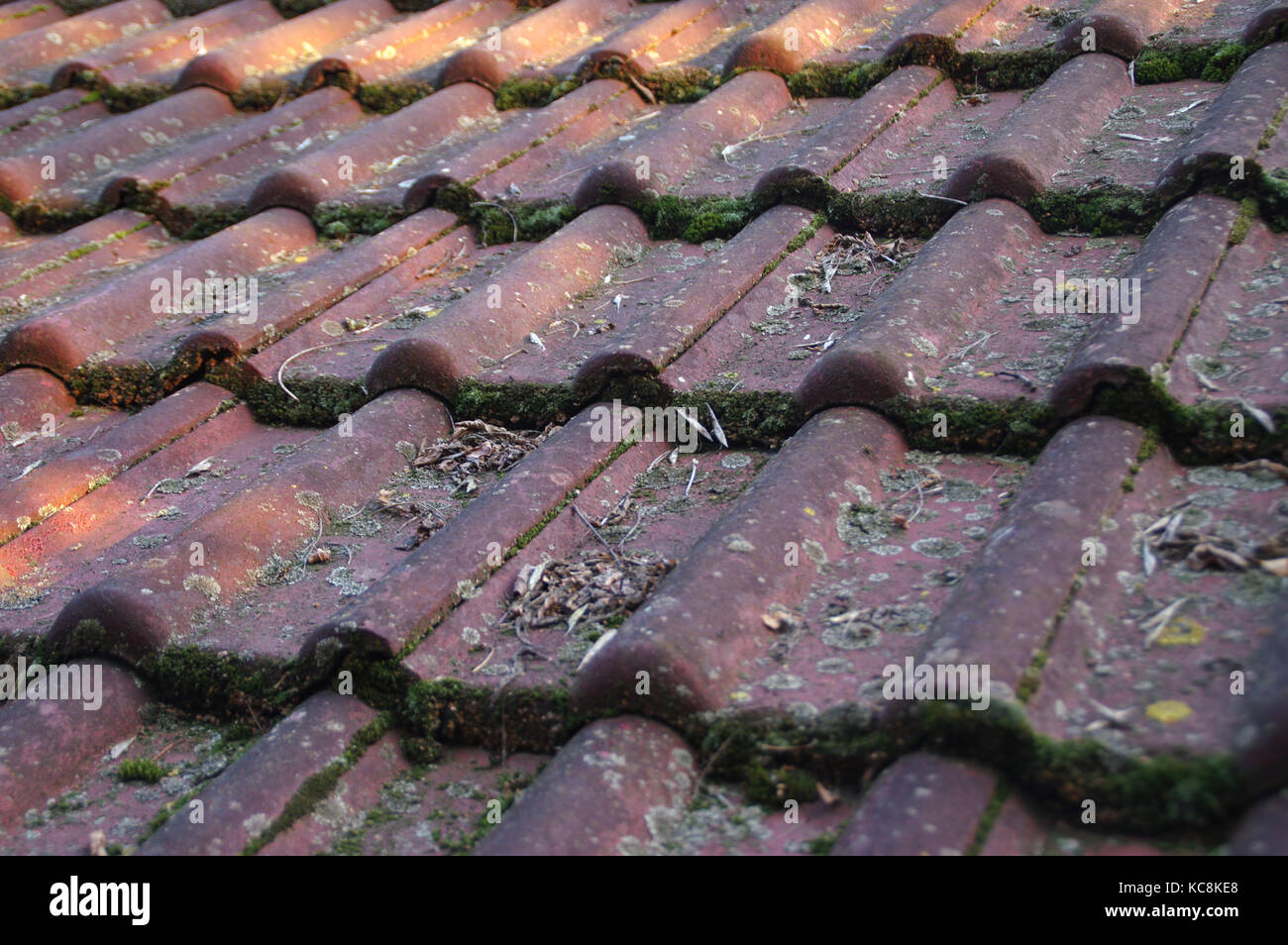 Dirty roof and gutter need cleaning. Problem with leaves and moss. Stock Photo