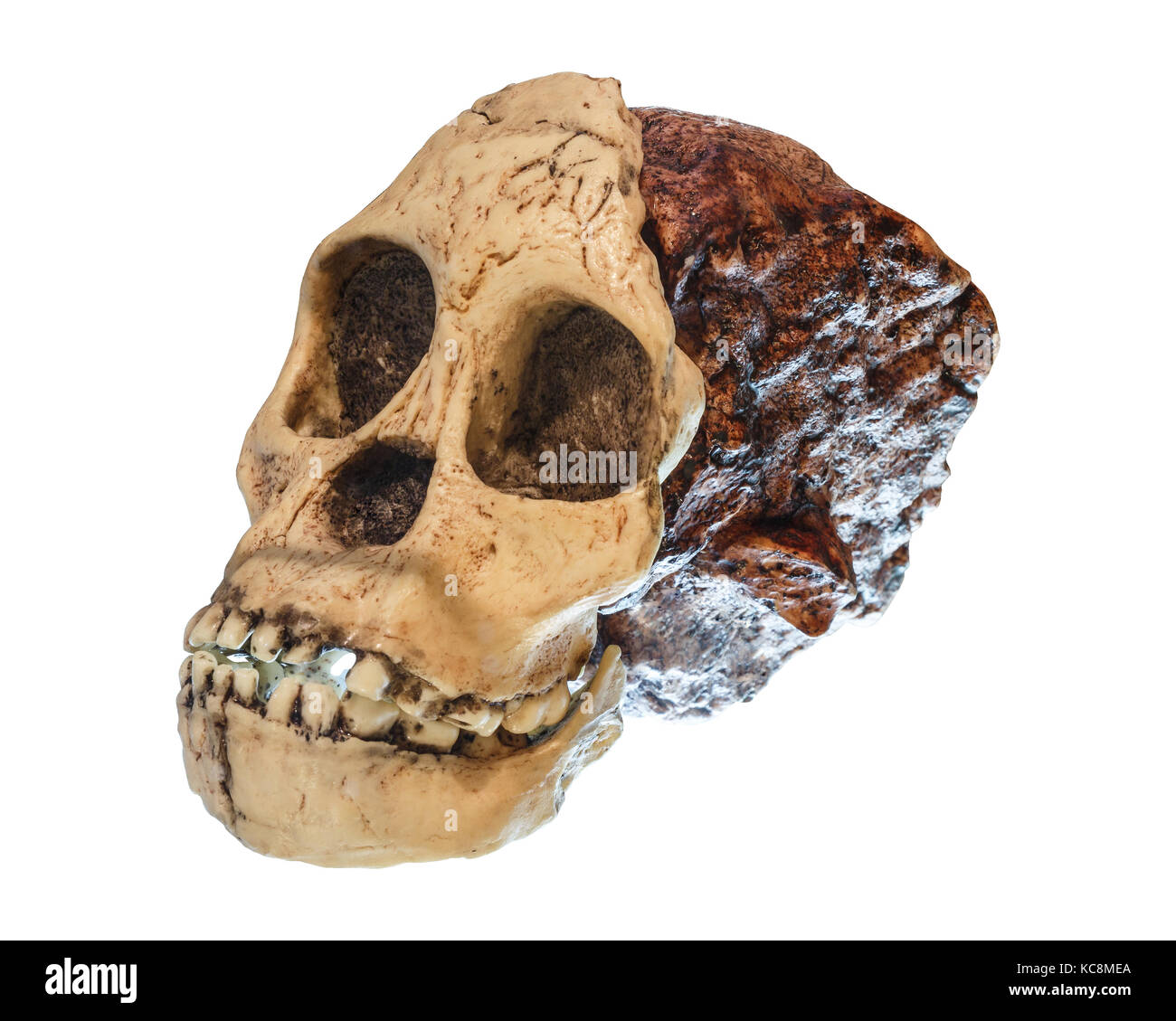 Australopithecus africanus Skull . ( Taung Child ) . Dated to 2.5 million years ago . Discovered in 1924 in a limestone quarry near Taung village , So Stock Photo