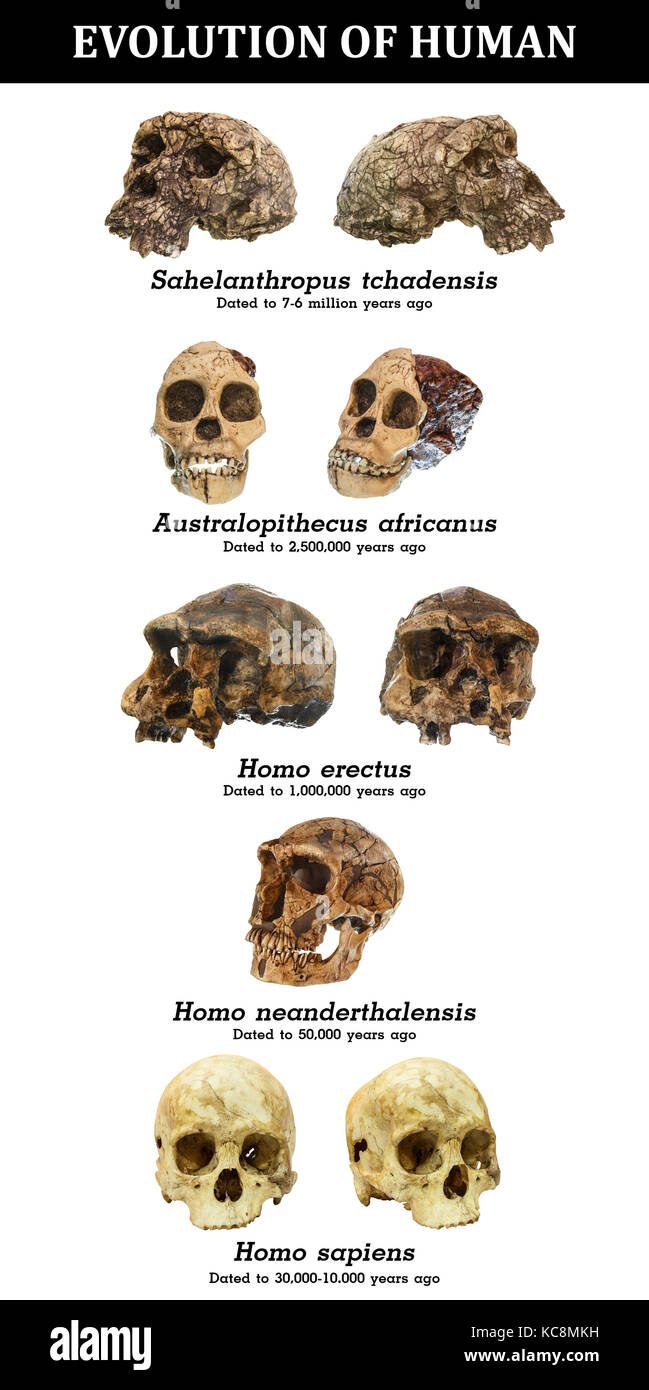Evolution of human skull ( Sahelanthropus tchadensis . Australopithecus africanus . Homo erectus . Homo neanderthalensis . Homo sapiens ) . Stock Photo