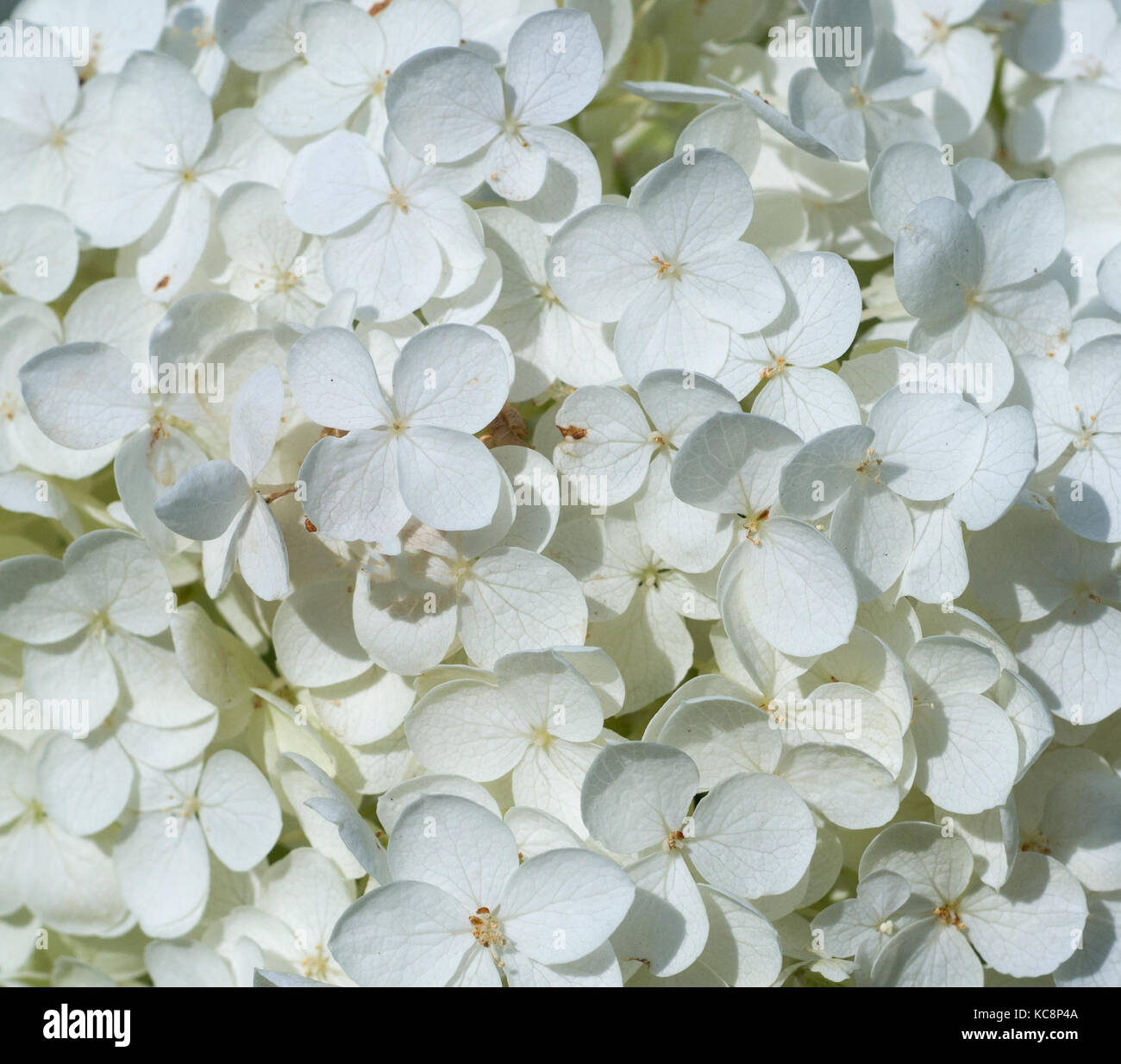 white hydrangea flowers at summer. background, nature Stock Photo - Alamy