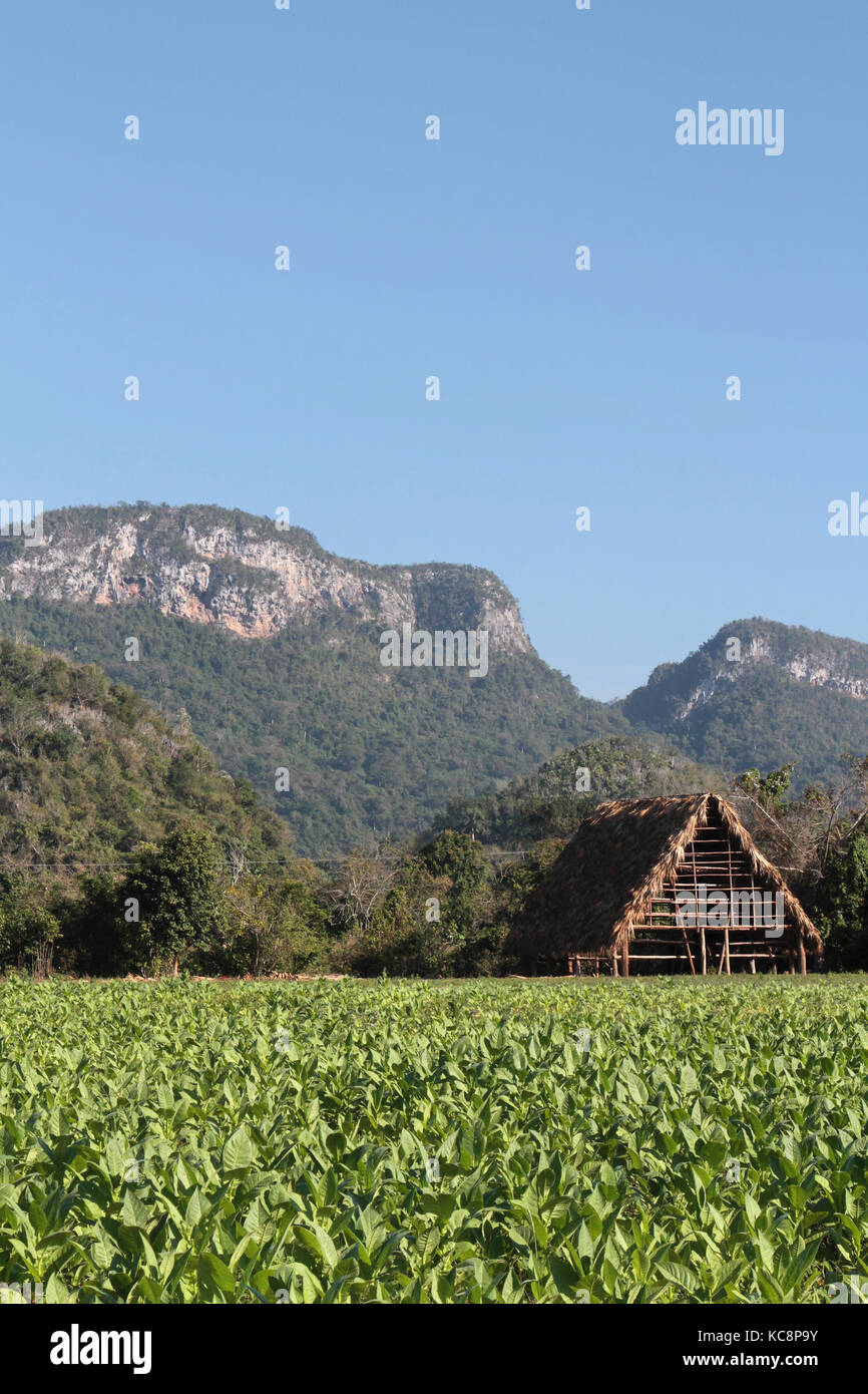 tobacco shed cafe Tobacco shed hi-res stock photography and images