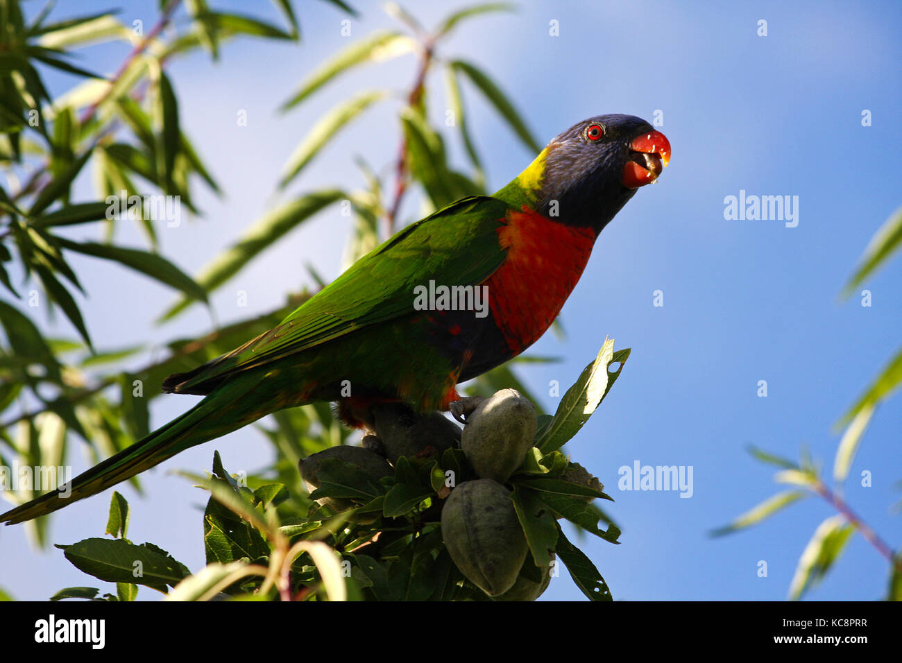 An Australian Rainbow Lorikeet Parrot eating almonds Stock Photo
