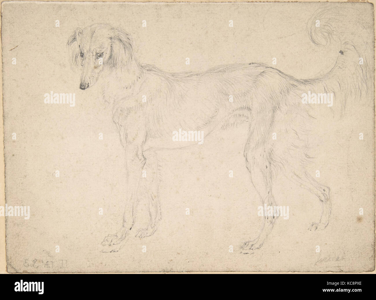 Study of a Dog Facing Left, Sir Edwin Henry Landseer, 1820–73 Stock Photo