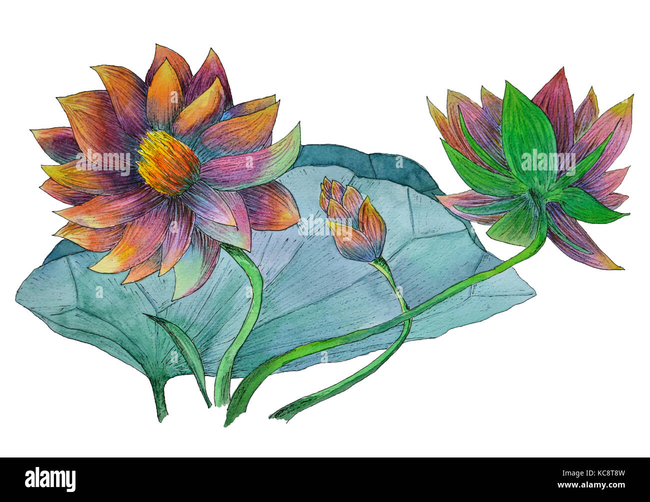 Original watercolor painting of aquatic plants of lotus Stock Photo Alamy