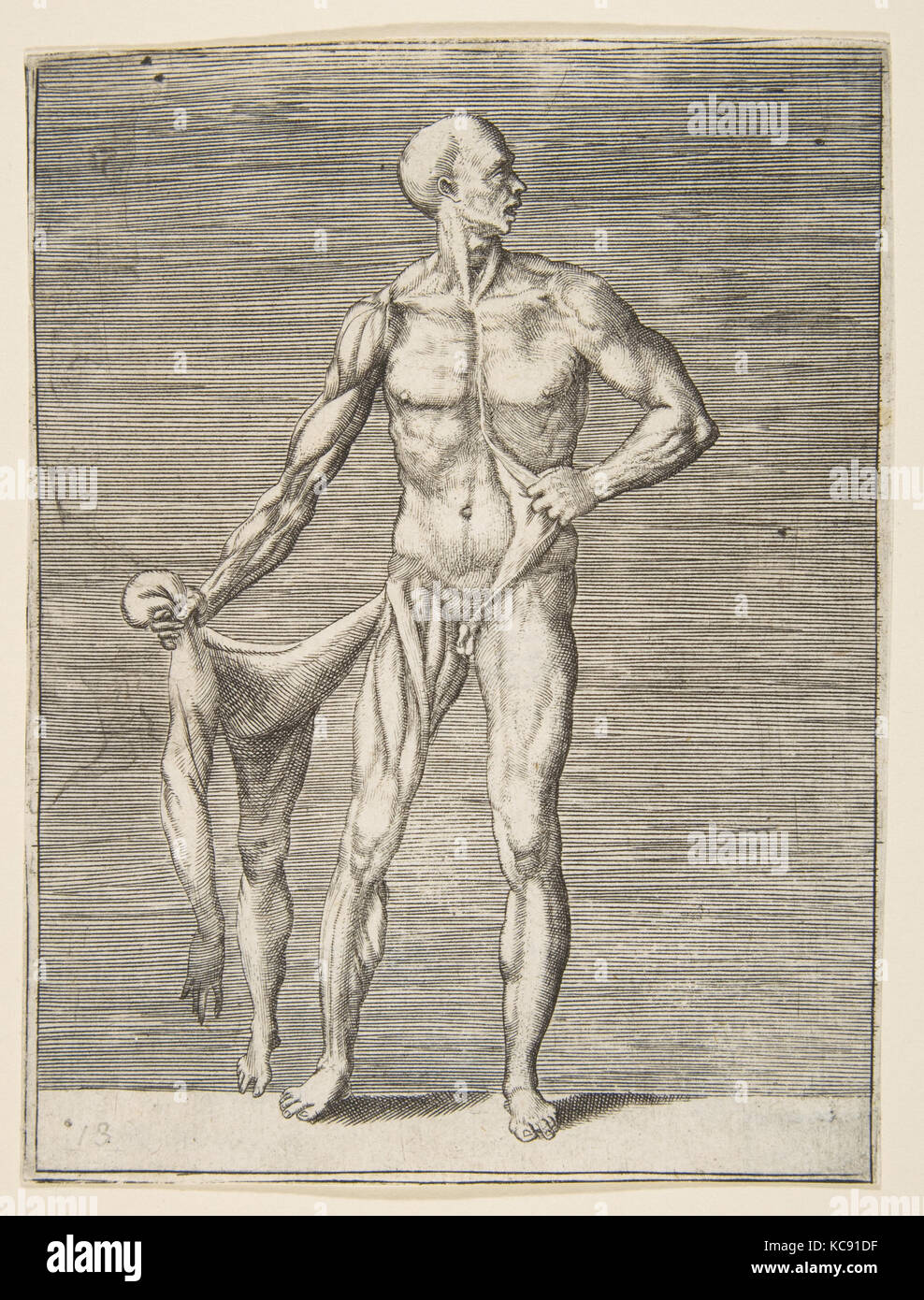 Man seen from the Front, holding the Skin of his right Arm and Leg in his right Hand, Giulio Bonasone, 16th century Stock Photo