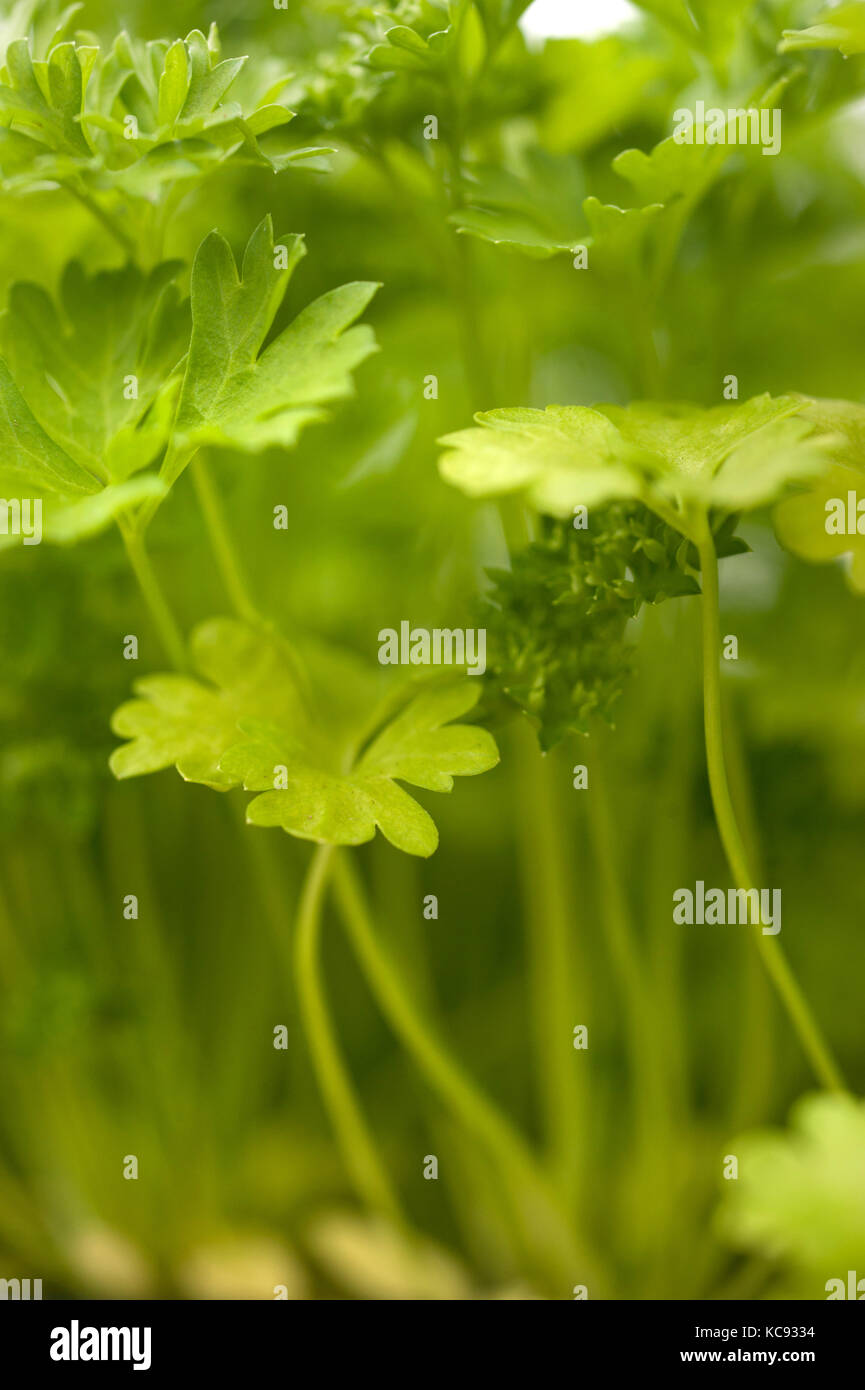 Leafy green coriander hires stock photography and images Alamy