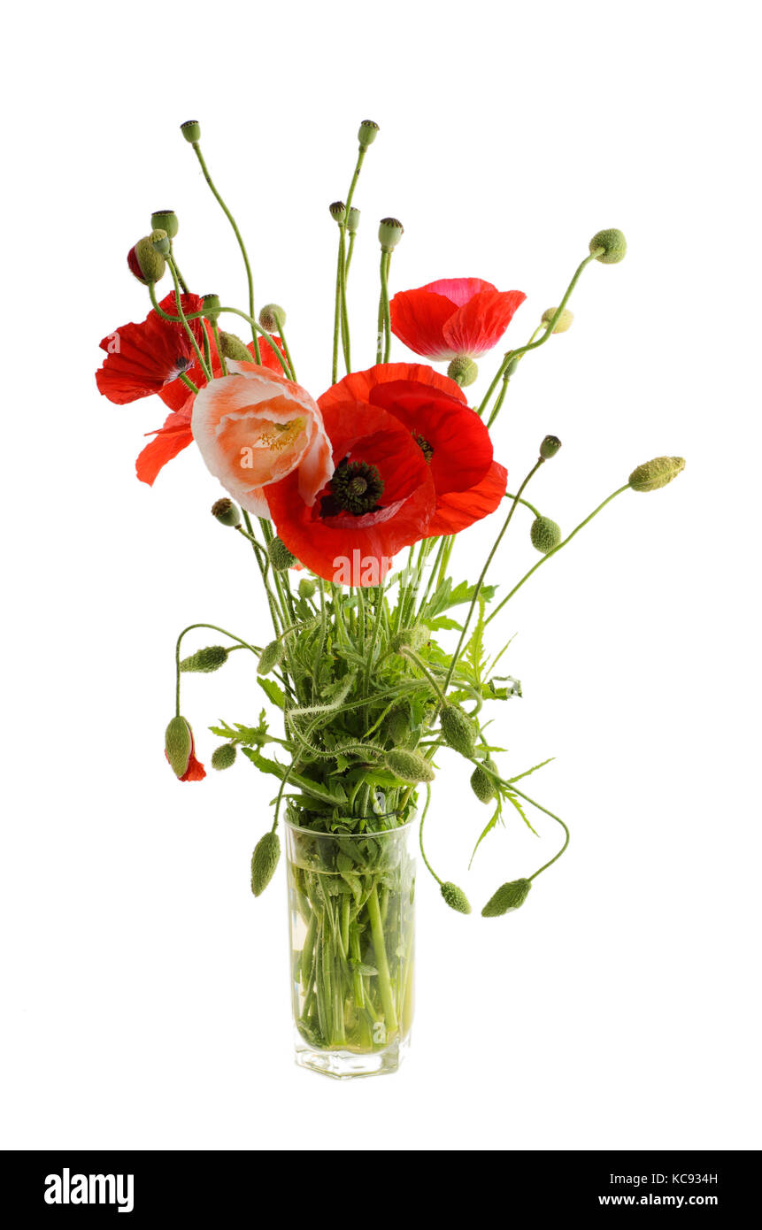 Bouquet of red poppies in a glass Stock Photo - Alamy